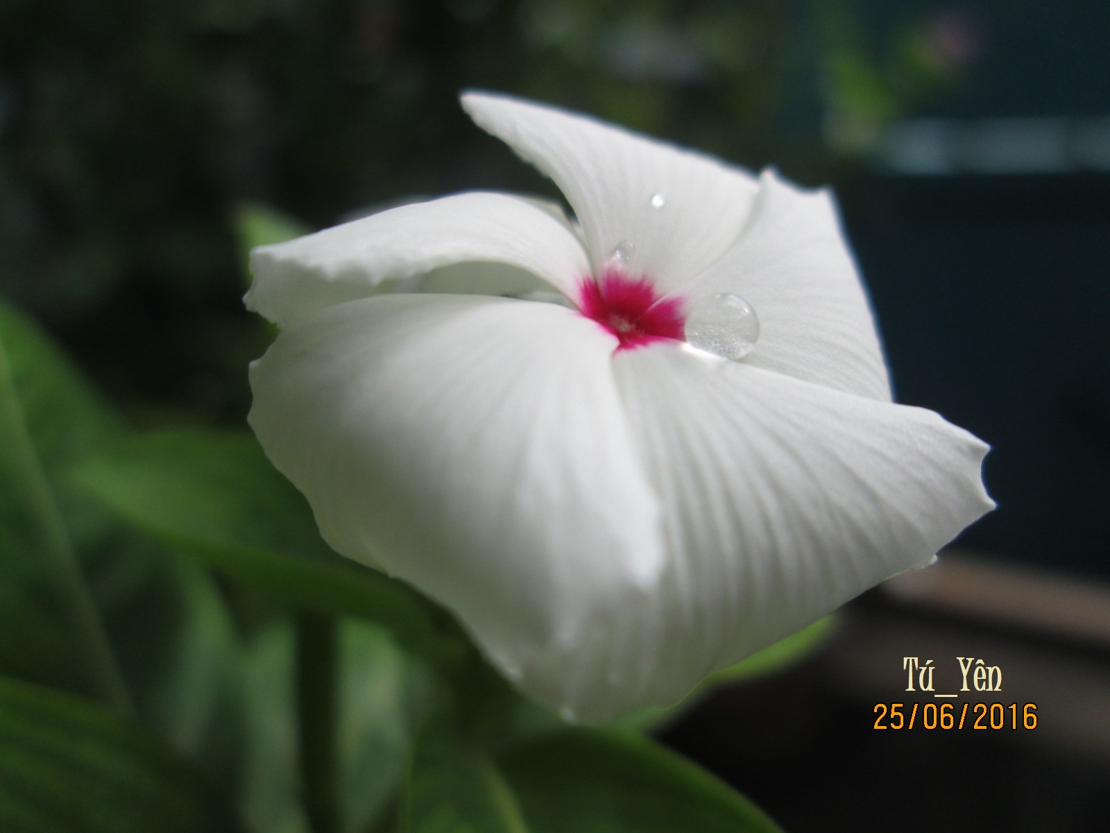 Hoa Dừa trắng - Ảnh & Thơ 14